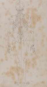 Vergelijkende anatomische expositie van de structuur van het menselijk lichaam met die van een tijger en een koe door George Stubbs